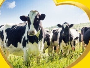 The image depicts cows against a natural landscape