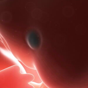 First trimester